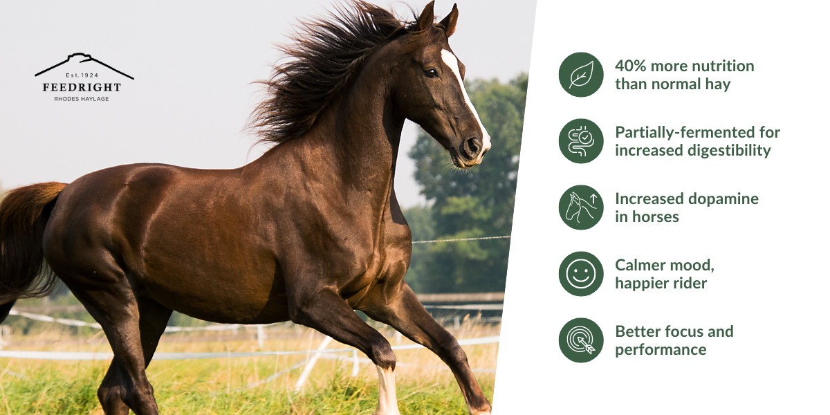 Image of a racehorse with the benefits of feeding haylage pulled out against icons that explain it.