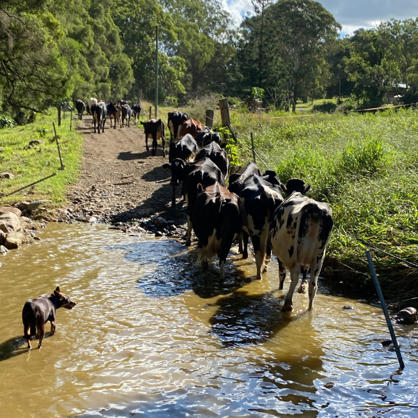 Cattle Crossing A Stream - FeedRight Haylage.