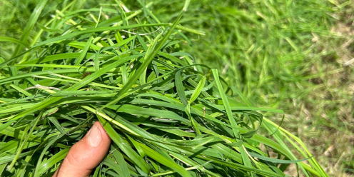 picture of a mans hand holding cut grass