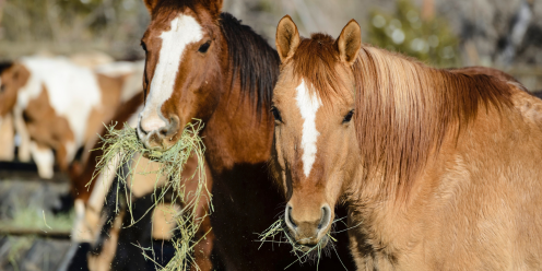 Image of two horses eating haylage