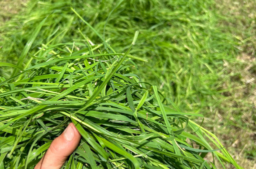An image of a man's hand holding haylage