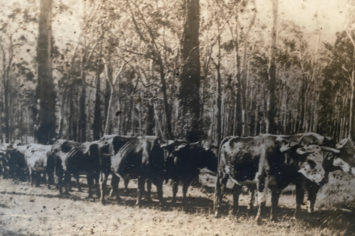 An antique picture of cattle herd